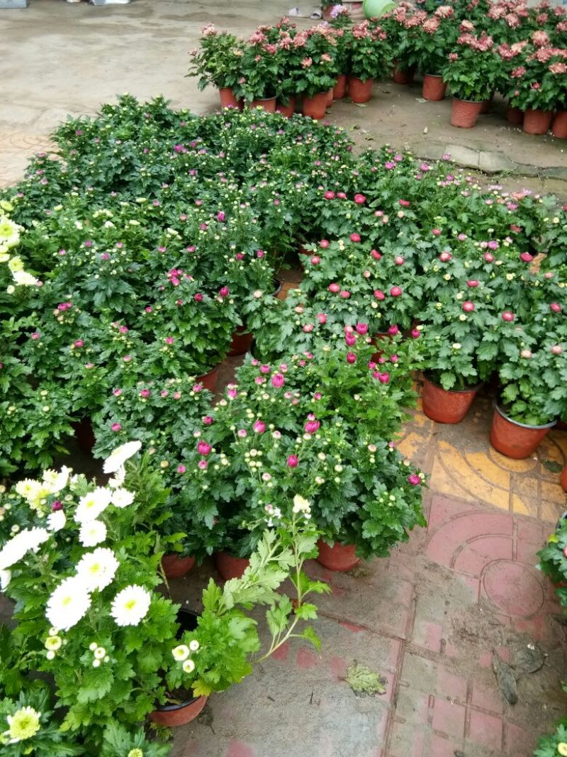 菊花菊花苗包邮大菊花盆栽室内外庭院阳台花卉绿植物四季开