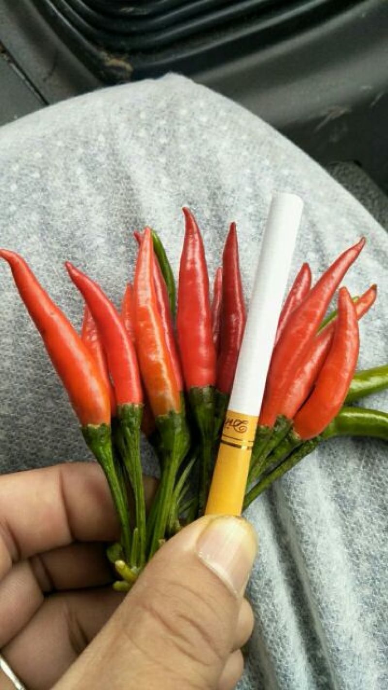 朝天椒红太阳