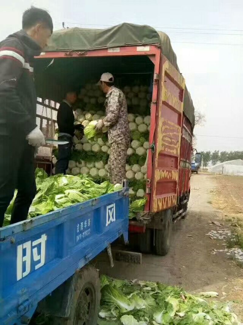 辽宁锦州30000亩黄心大白菜4~6斤净菜