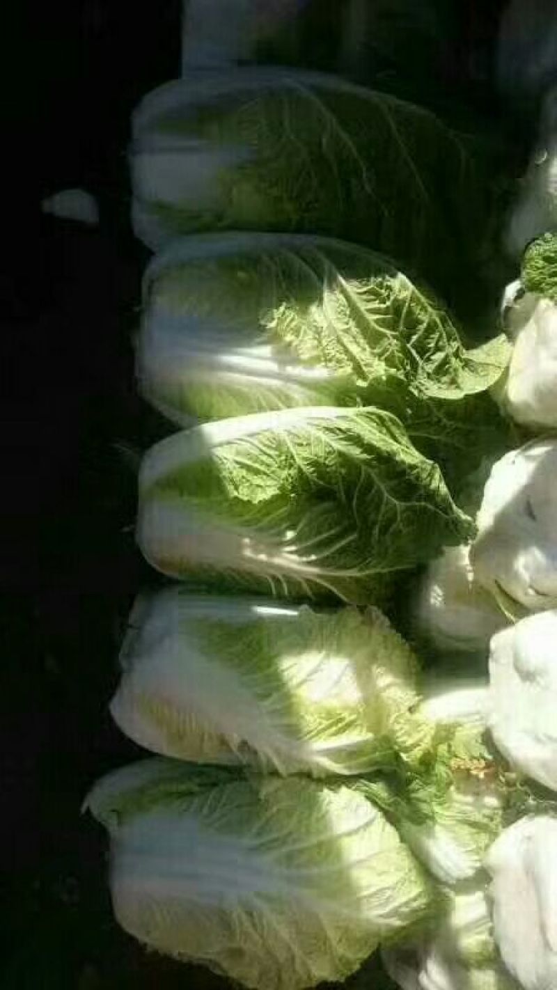 辽宁凌海黄心大白菜4~6斤净菜