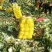 辽宁凌海黄心大白菜4~6斤净菜
