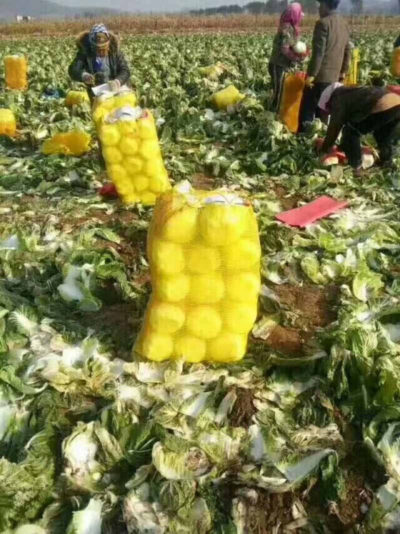 辽宁凌海黄心大白菜4~6斤净菜