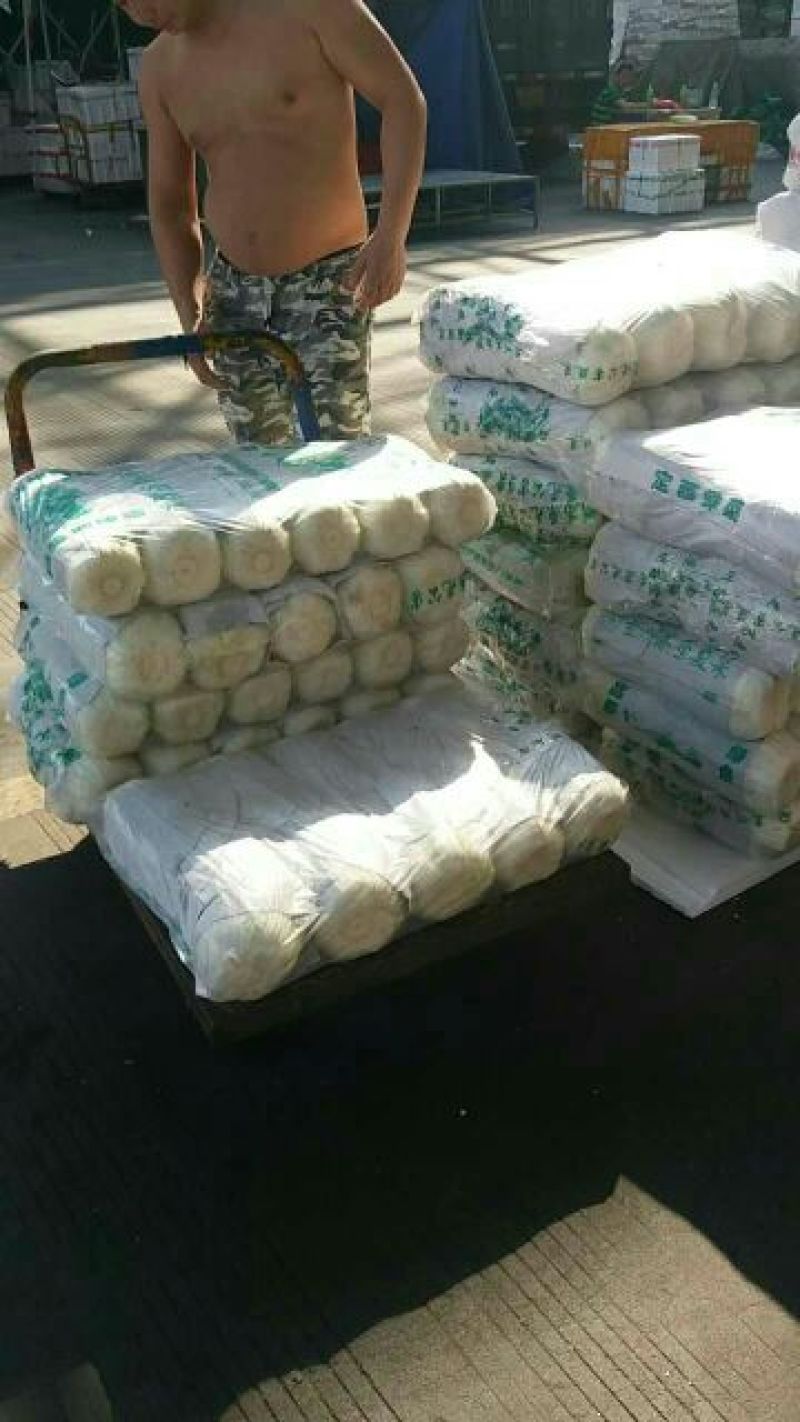辽宁凌海黄心大白菜4~6斤净菜