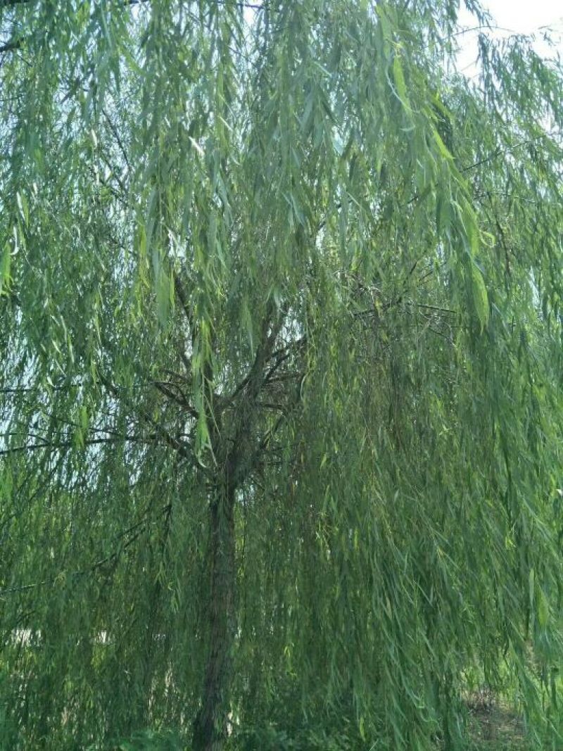 垂柳16~18cm12~14cm4米以上
