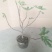 无花果苗适合南北，大棚种植量大从优，适合全国种植