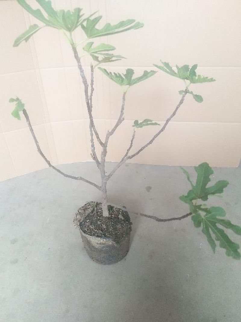 无花果苗适合南北，大棚种植量大从优，适合全国种植