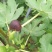 无花果苗适合南北，大棚种植量大从优，适合全国种植