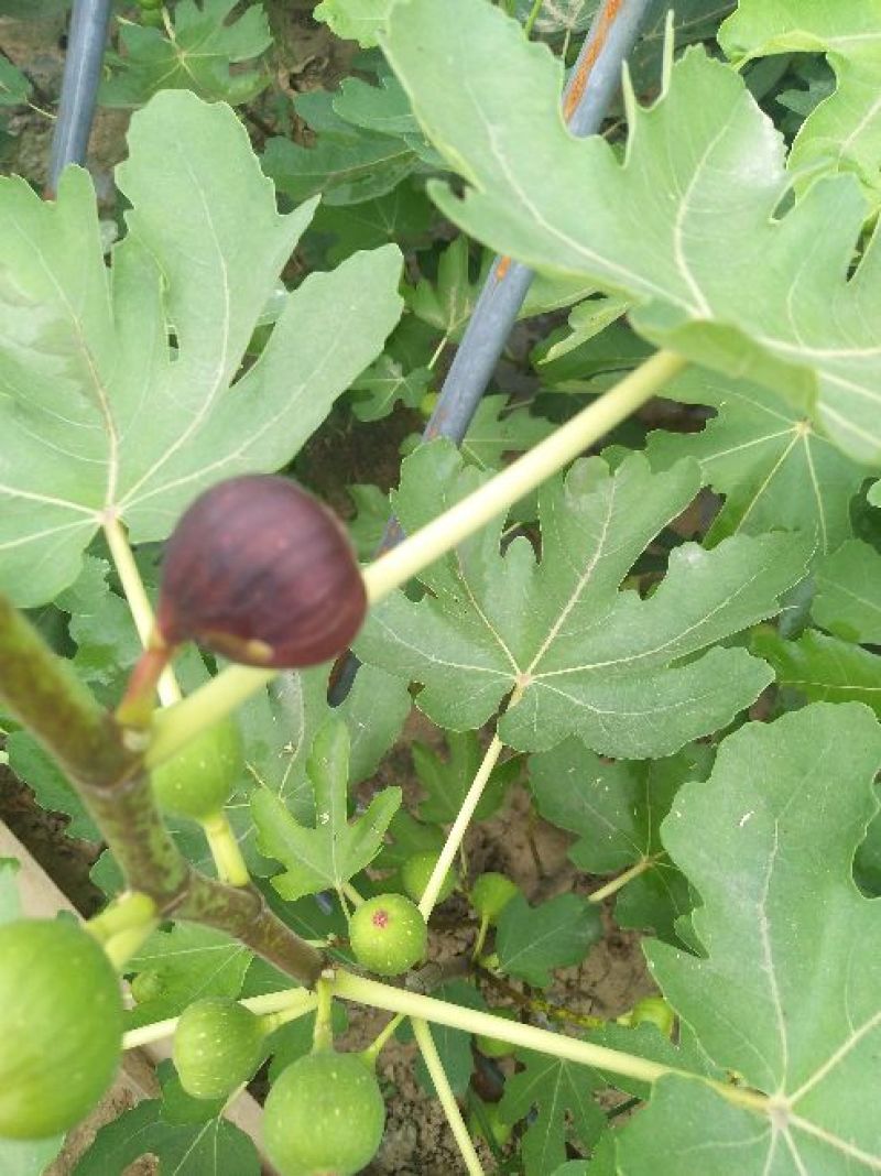 无花果苗适合南北，大棚种植量大从优，适合全国种植