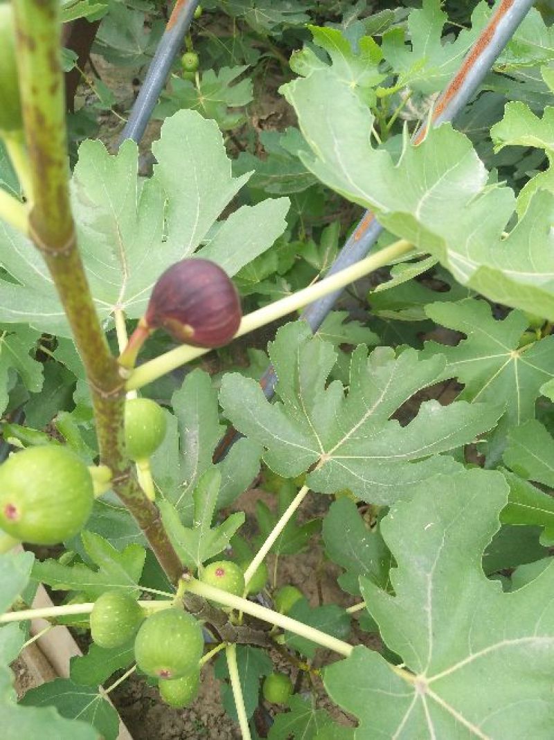 无花果苗适合南北，大棚种植量大从优，适合全国种植
