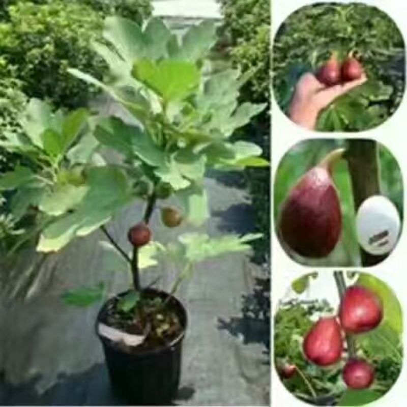 无花果苗适合南北，大棚种植量大从优，适合全国种植