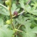 无花果苗适合南北，大棚种植量大从优，适合全国种植