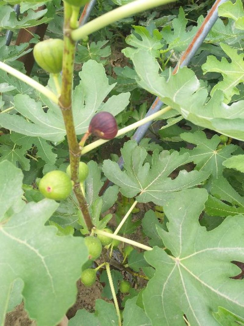 无花果苗适合南北，大棚种植量大从优，适合全国种植