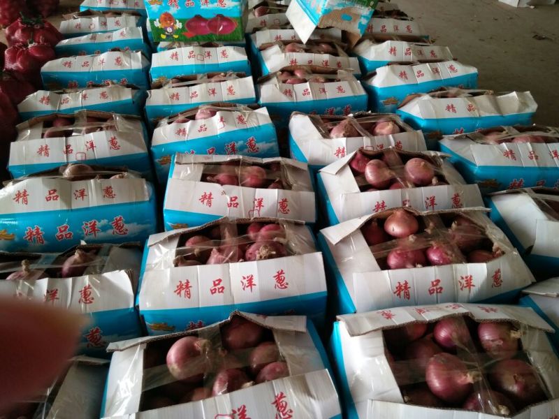 红皮洋葱8厘米以上