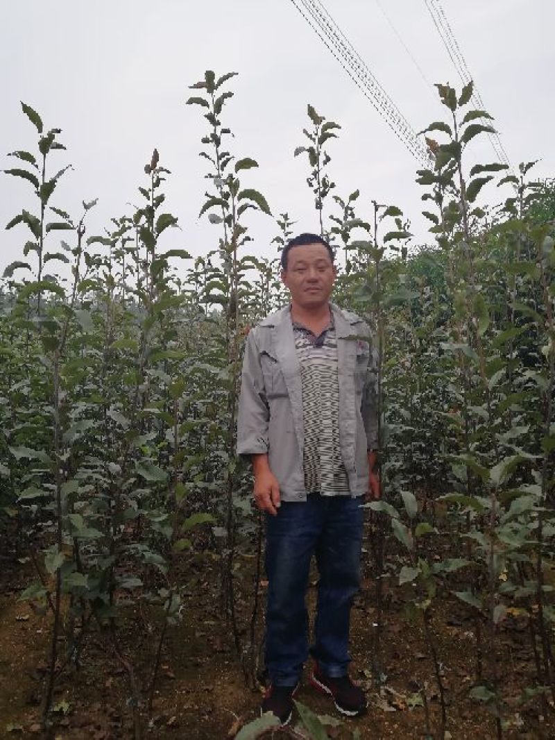全红梨苗一年苗二年苗三年苗保品种量大从优