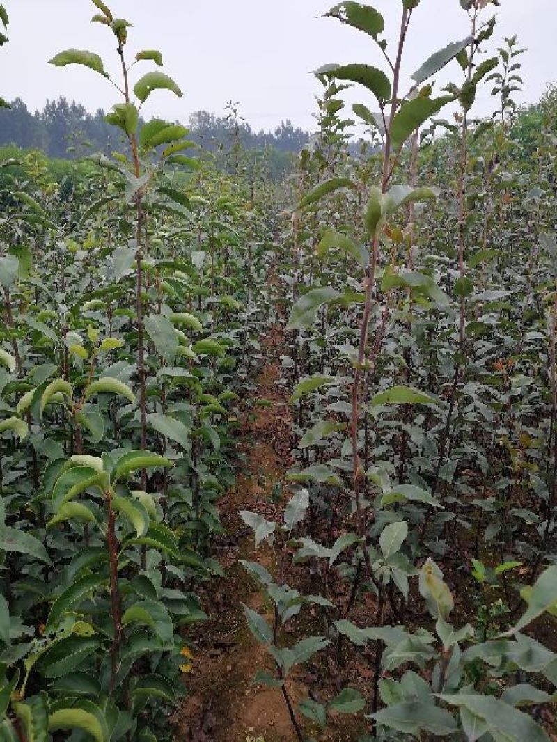 全红梨苗一年苗二年苗三年苗保品种量大从优