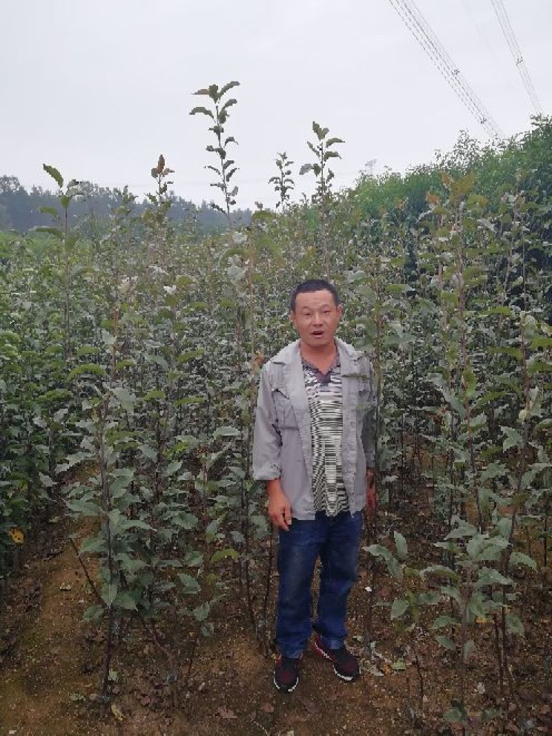 全红梨苗一年苗二年苗三年苗保品种量大从优