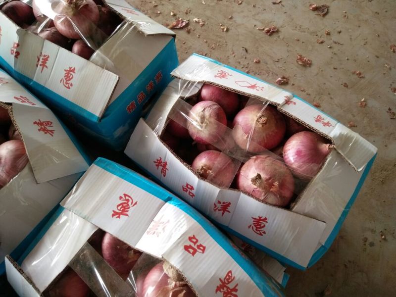 红皮洋葱8厘米以上