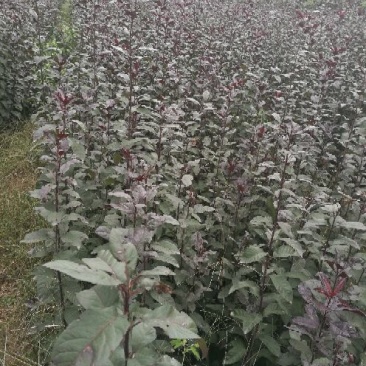 紫叶矮樱80~100cm2cm以下