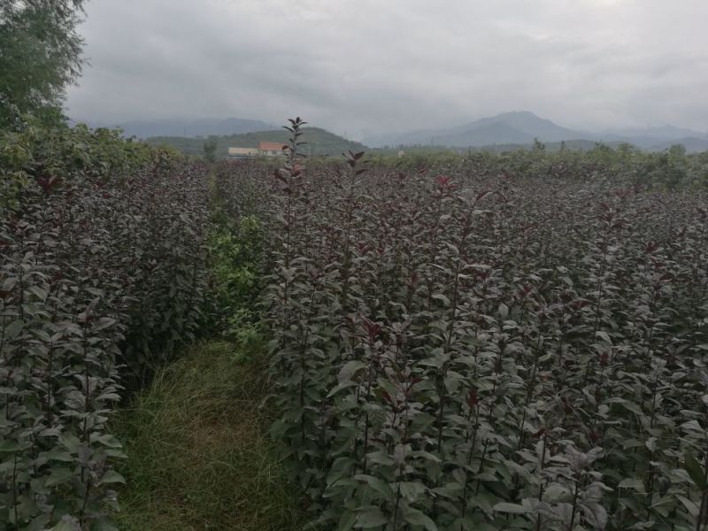 紫叶矮樱80~100cm2cm以下