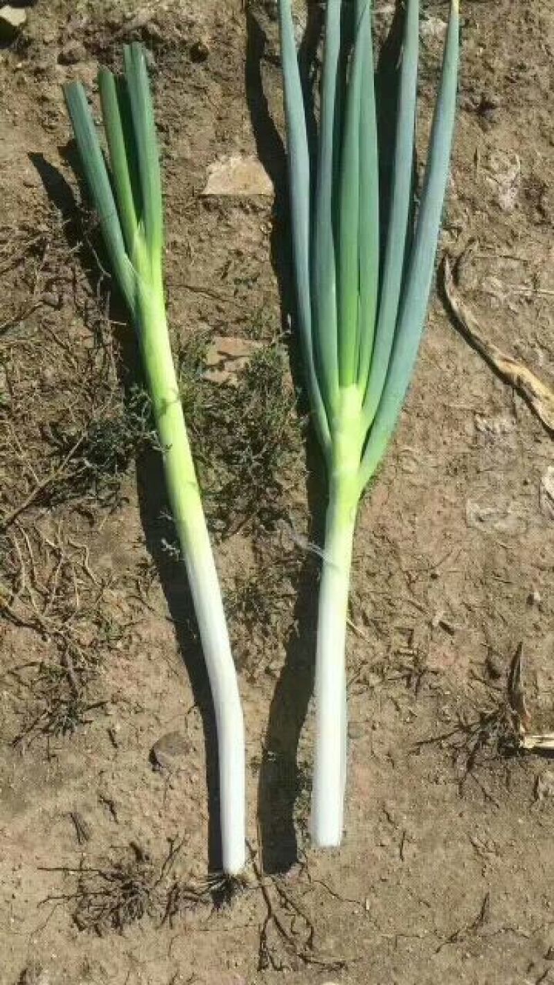 铁杆大葱毛葱2cm左右30~40cm