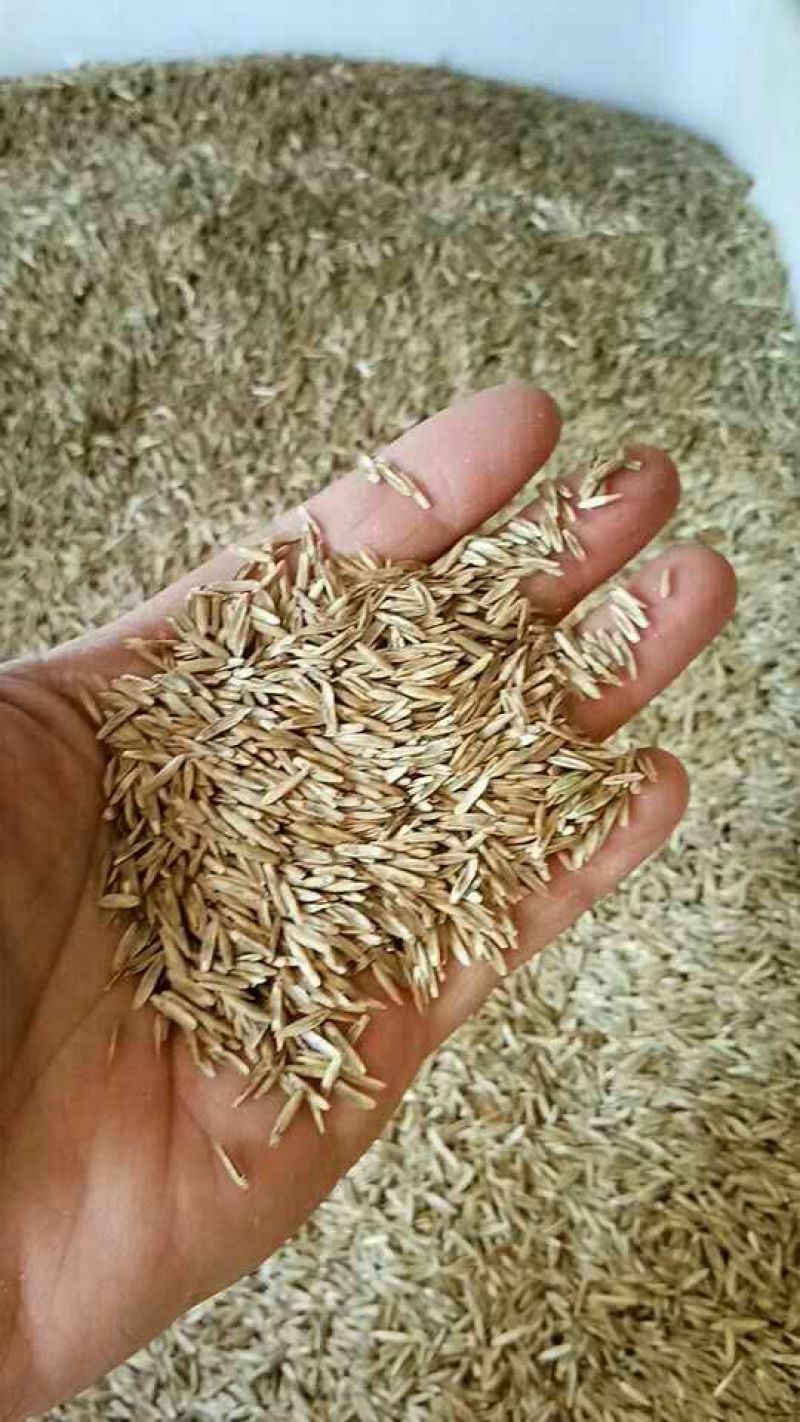 进口多年生黑麦草种子四季常青畜牧草种子猪牛羊鸡鸭鹅鱼草籽