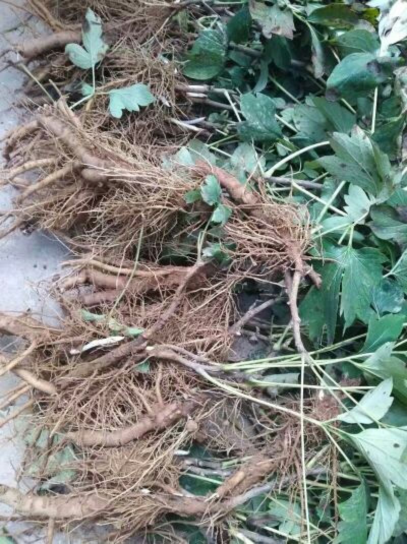 凤梨(水培)10cm以下