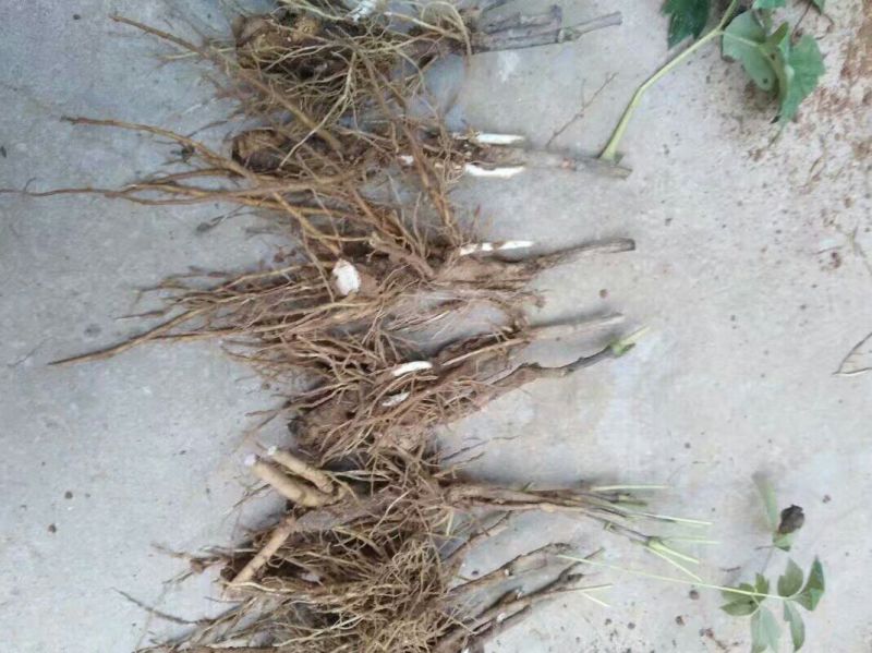 凤梨(水培)10cm以下