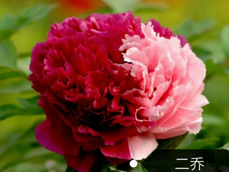 凤梨(水培)10cm以下
