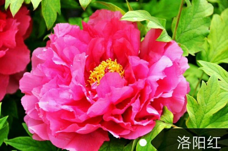 凤梨(水培)10cm以下