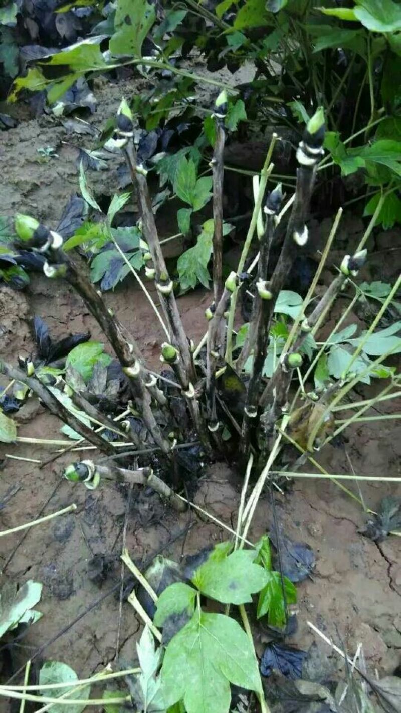 凤梨(水培)10cm以下