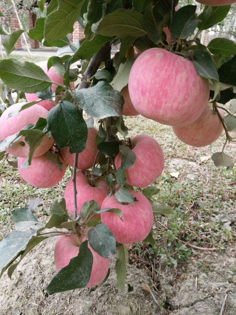 阿克苏苹果80mm以上光果，冰糖心苹果甜如蜜，