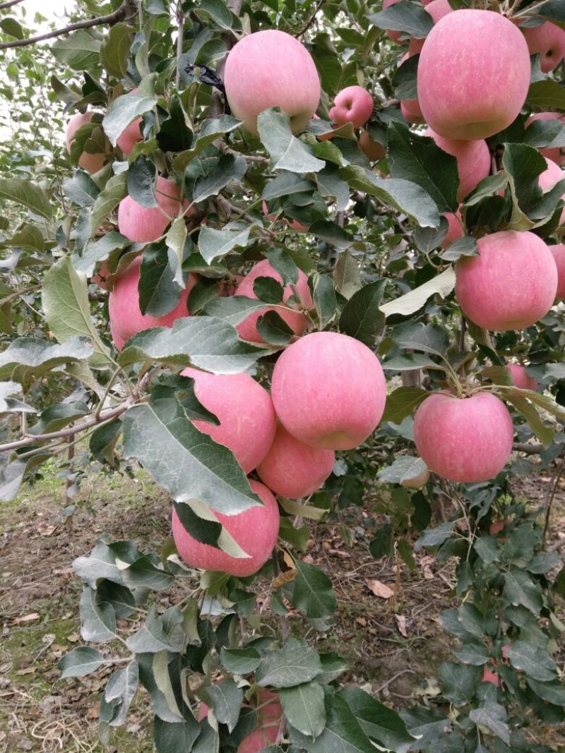 阿克苏苹果80mm以上光果，冰糖心苹果甜如蜜，