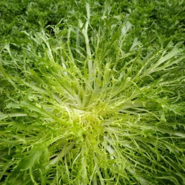 苦菊20~25cm