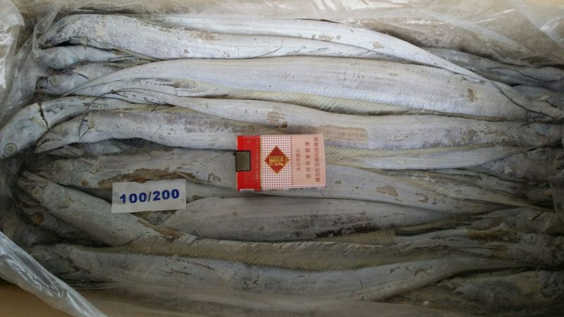 印度带鱼A带巴基斯坦A带正关手续（各规格齐全）常年供货