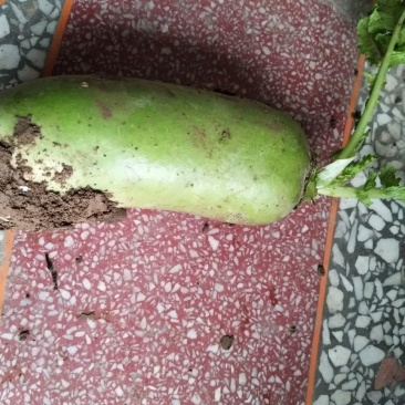 青萝卜1~1.5斤起