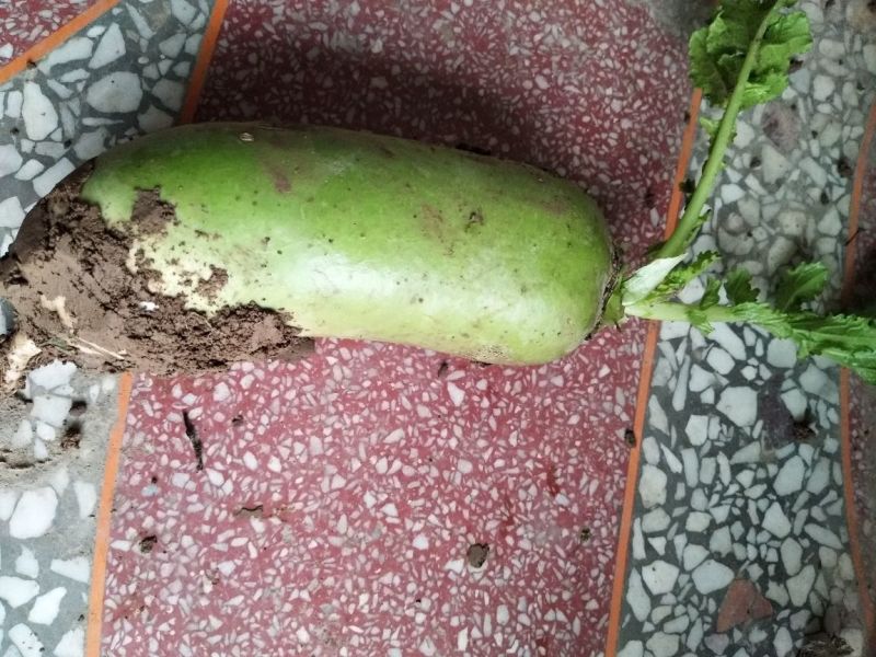 青萝卜1~1.5斤起