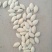 白瓜子，随行就市大货32吨小货1吨都走
