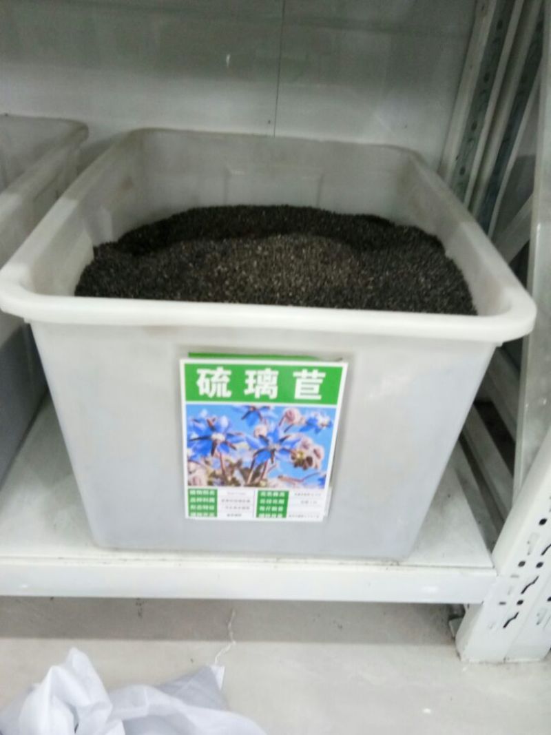 贡菊种子95%以上散装黄菊花种子出售黄菊食用泡茶白