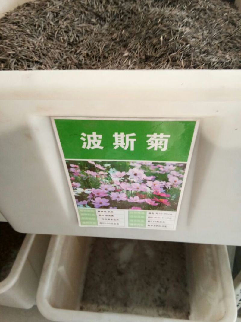 贡菊种子95%以上散装黄菊花种子出售黄菊食用泡茶白