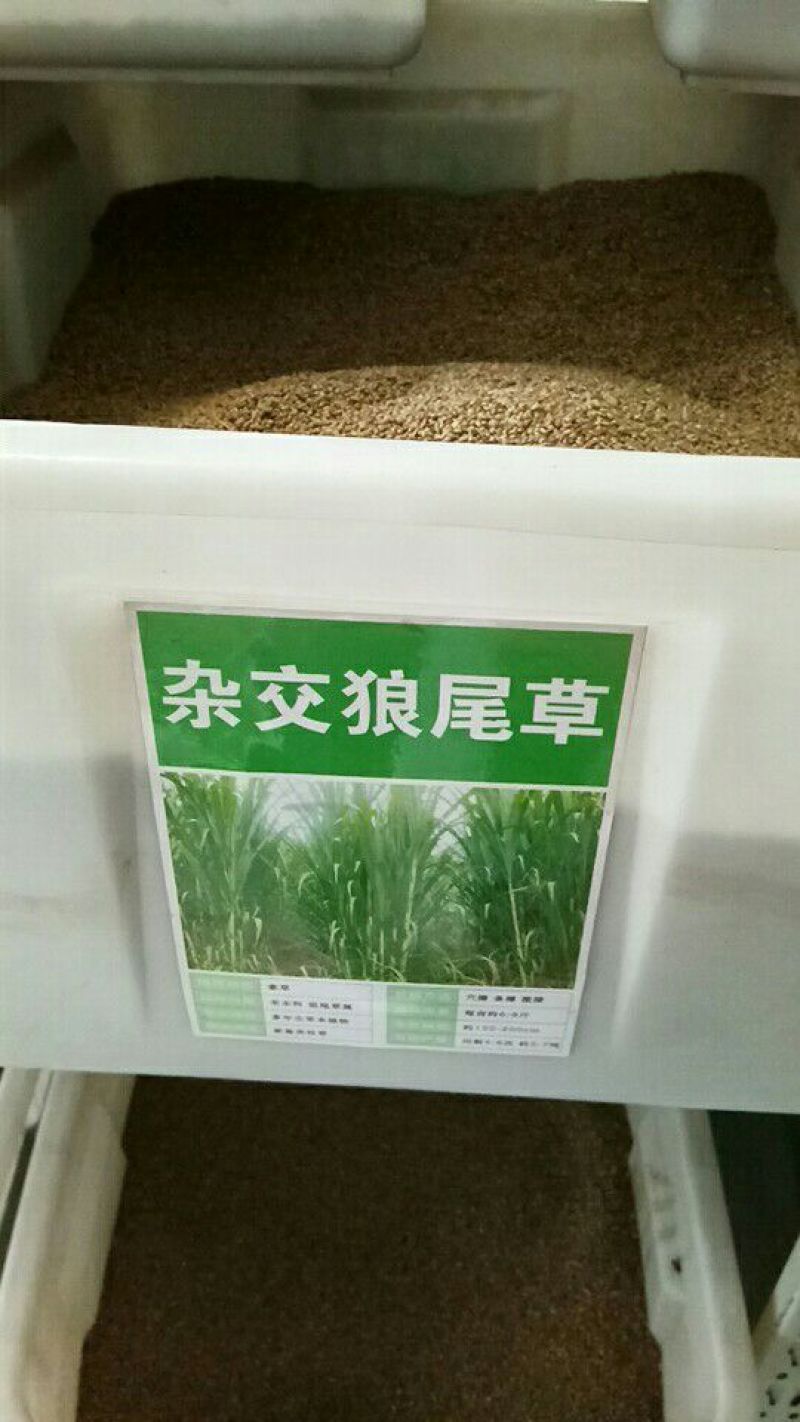 墨西哥玉米草种牧草种籽四季养殖多年生再生进口猪牛羊兔畜禽