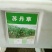 墨西哥玉米草种牧草种籽四季养殖多年生再生进口猪牛羊兔畜禽