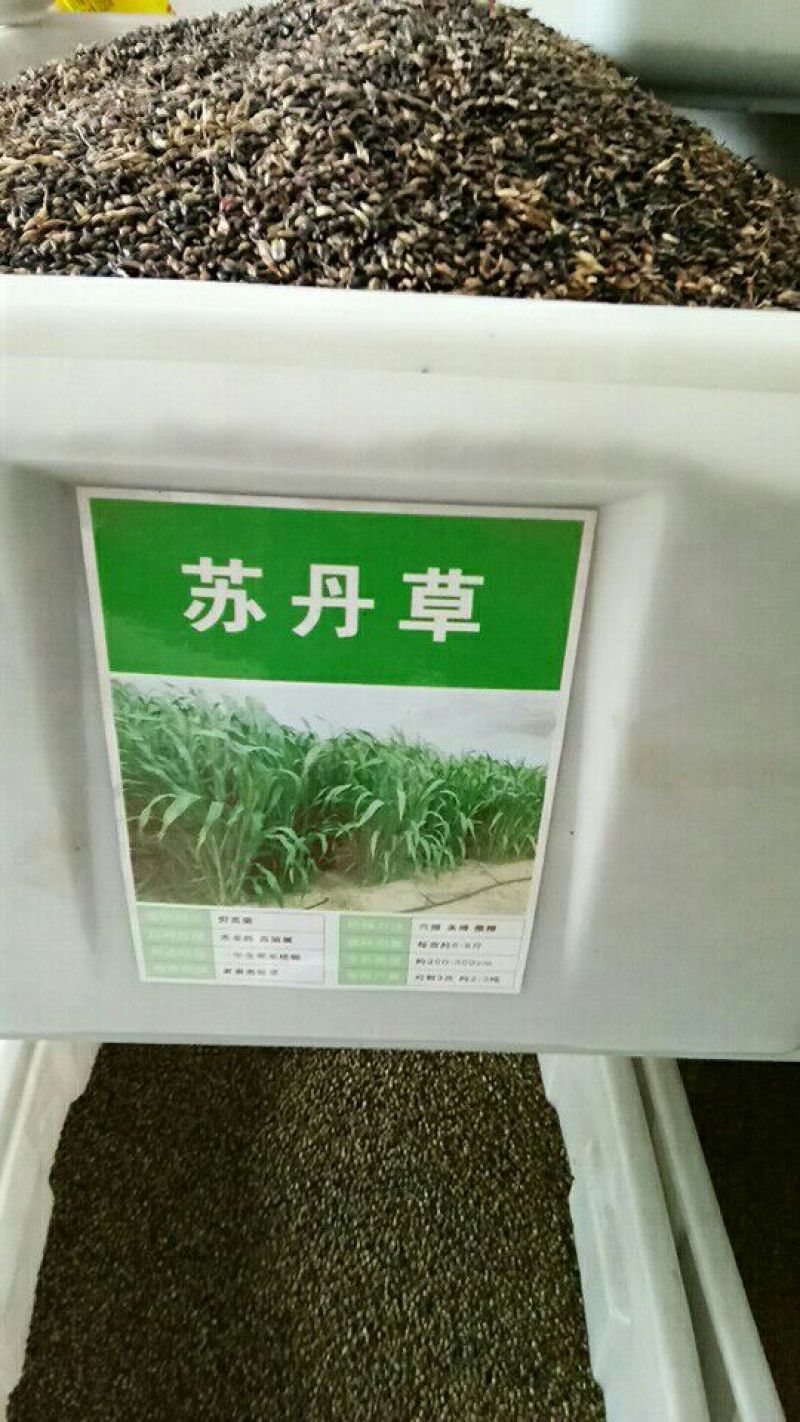 墨西哥玉米草种牧草种籽四季养殖多年生再生进口猪牛羊兔畜禽