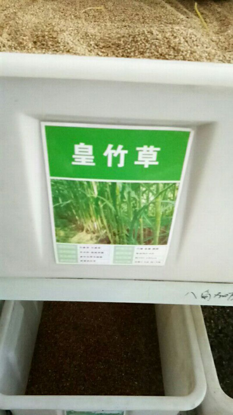 墨西哥玉米草种牧草种籽四季养殖多年生再生进口猪牛羊兔畜禽