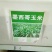 墨西哥玉米草种牧草种籽四季养殖多年生再生进口猪牛羊兔畜禽