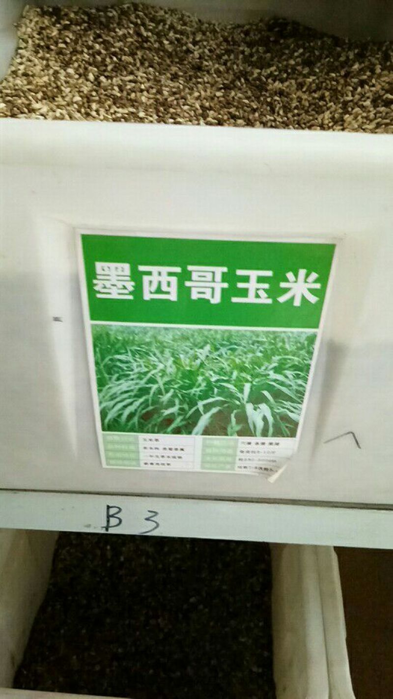 墨西哥玉米草种牧草种籽四季养殖多年生再生进口猪牛羊兔畜禽