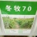墨西哥玉米草种牧草种籽四季养殖多年生再生进口猪牛羊兔畜禽