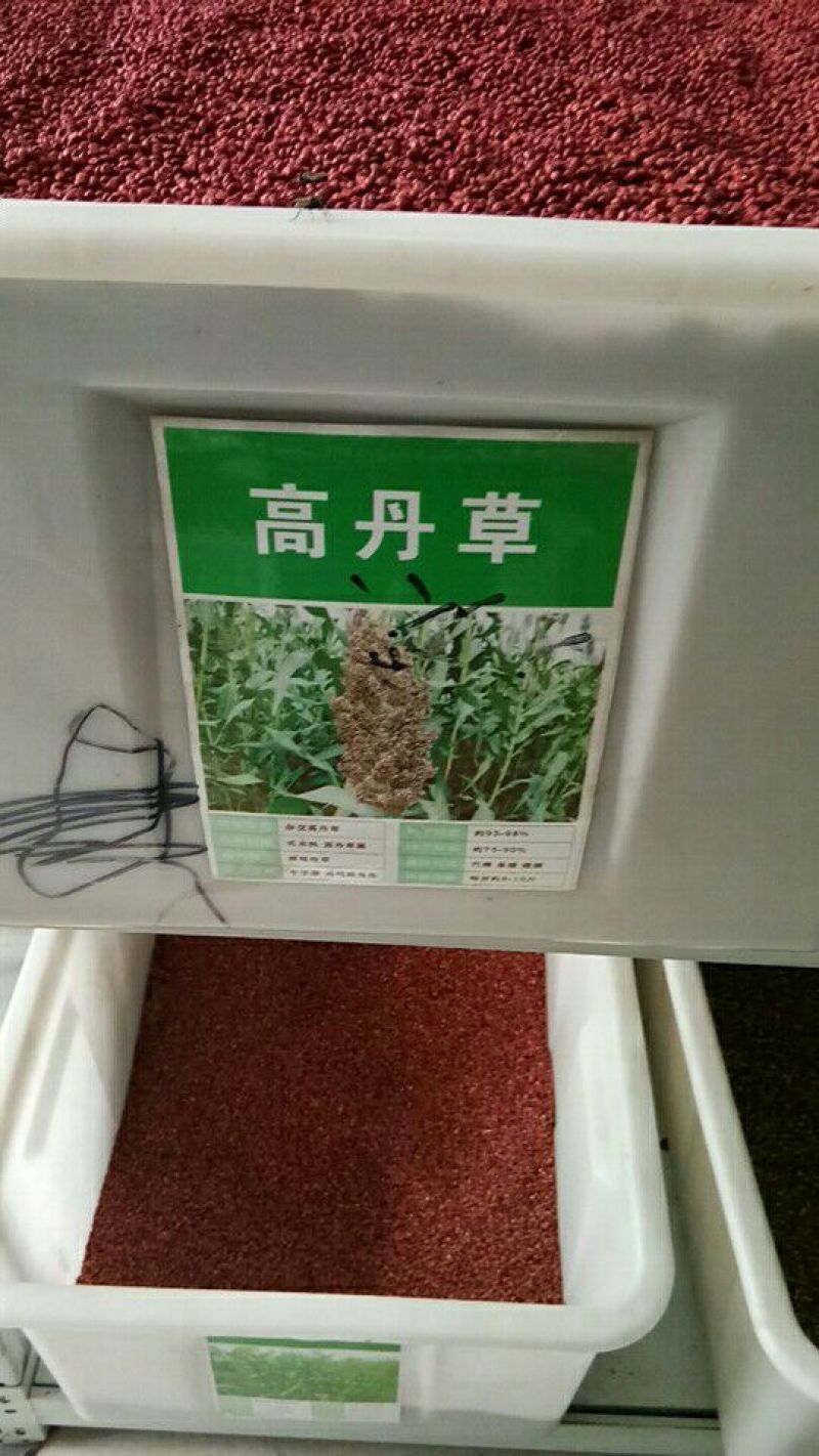 墨西哥玉米草种牧草种籽四季养殖多年生再生进口猪牛羊兔畜禽