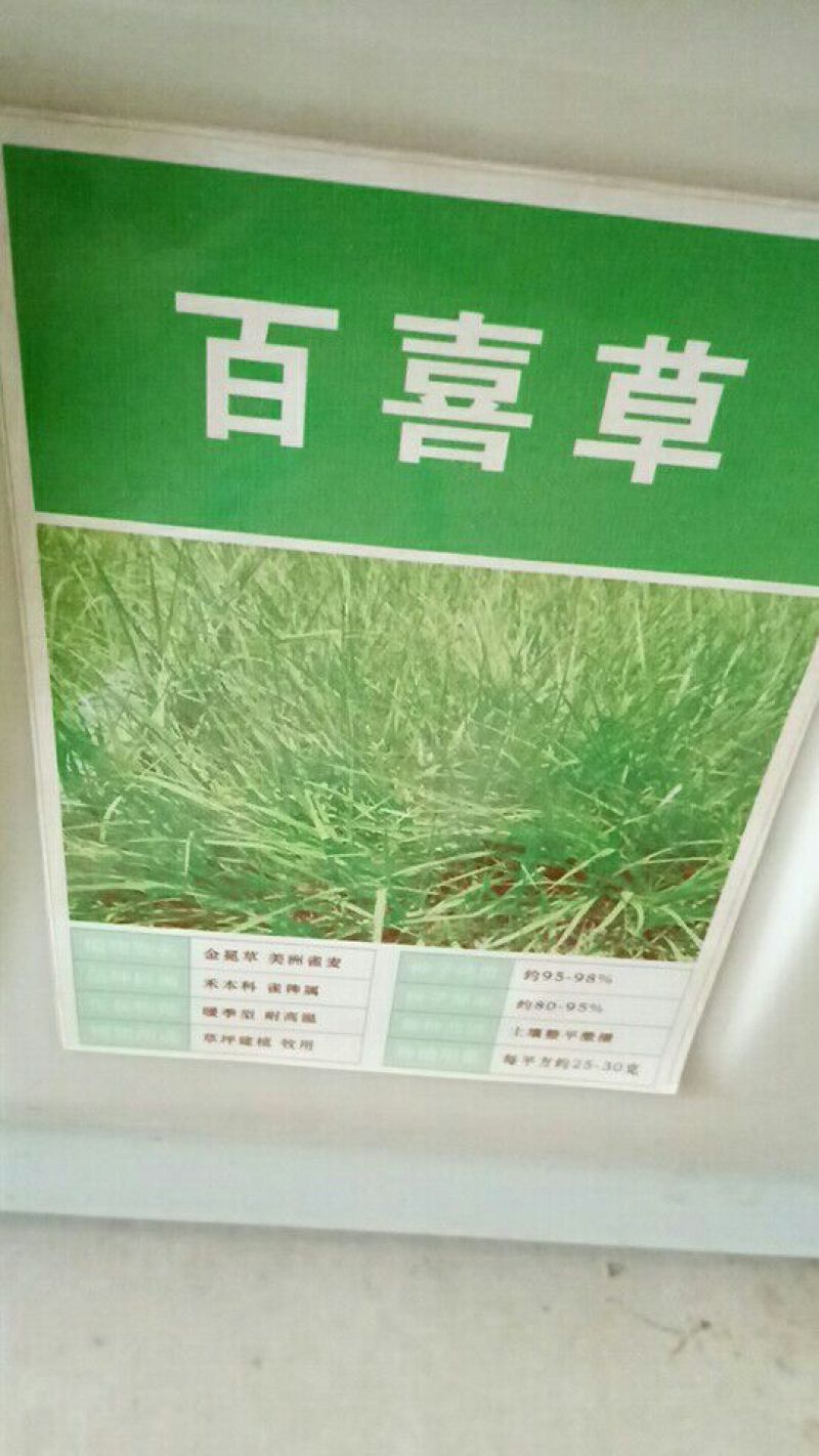 台湾甜象草种子多年生牧草种子皇竹草四季常青高产猪牛羊鱼草