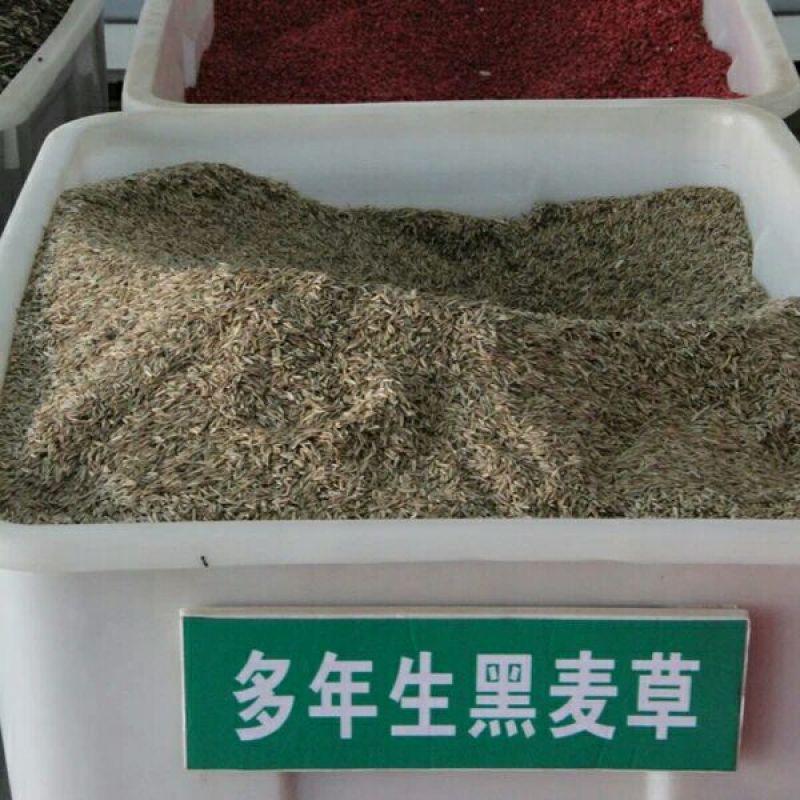 台湾甜象草种子多年生牧草种子皇竹草四季常青高产猪牛羊鱼草