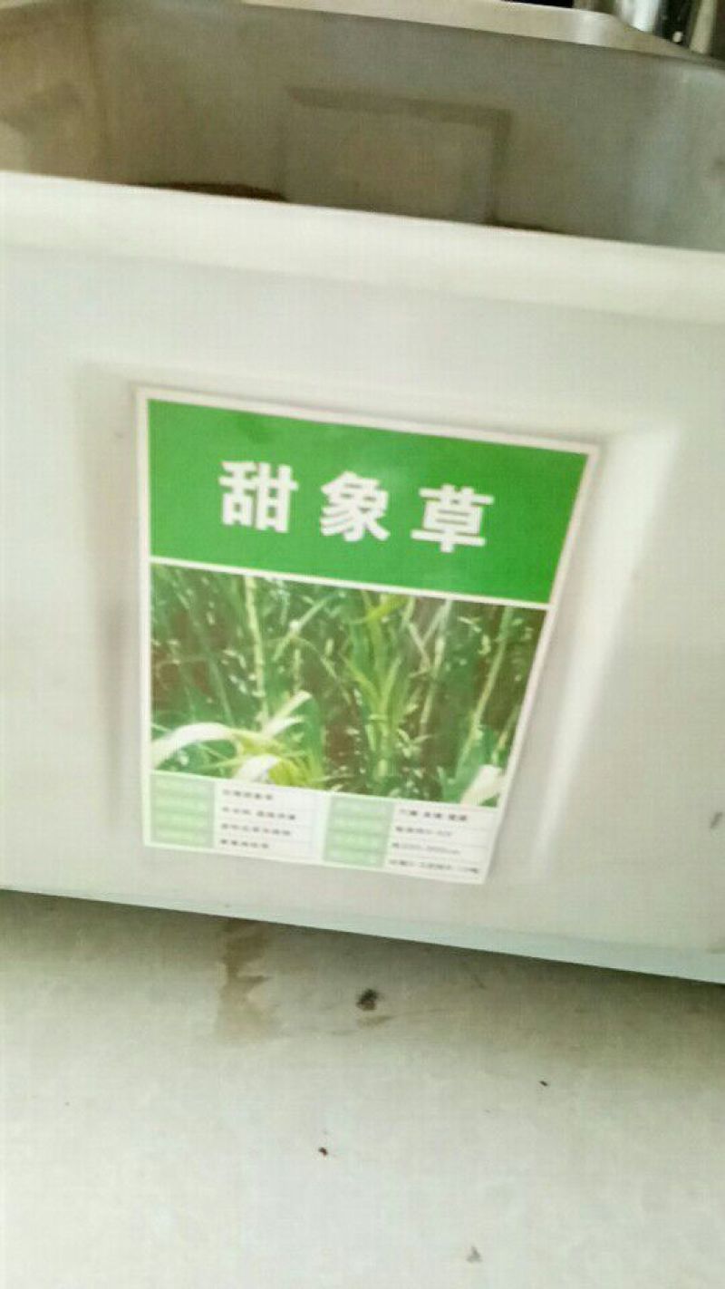 台湾甜象草种子多年生牧草种子皇竹草四季常青高产猪牛羊鱼草